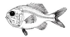 Hoplostethus